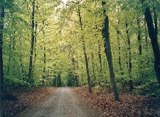 Foto: Waldweg