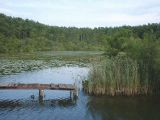 Foto: See mit Steg, umgeben von Wald